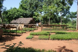 Baumschule Salem Uganda